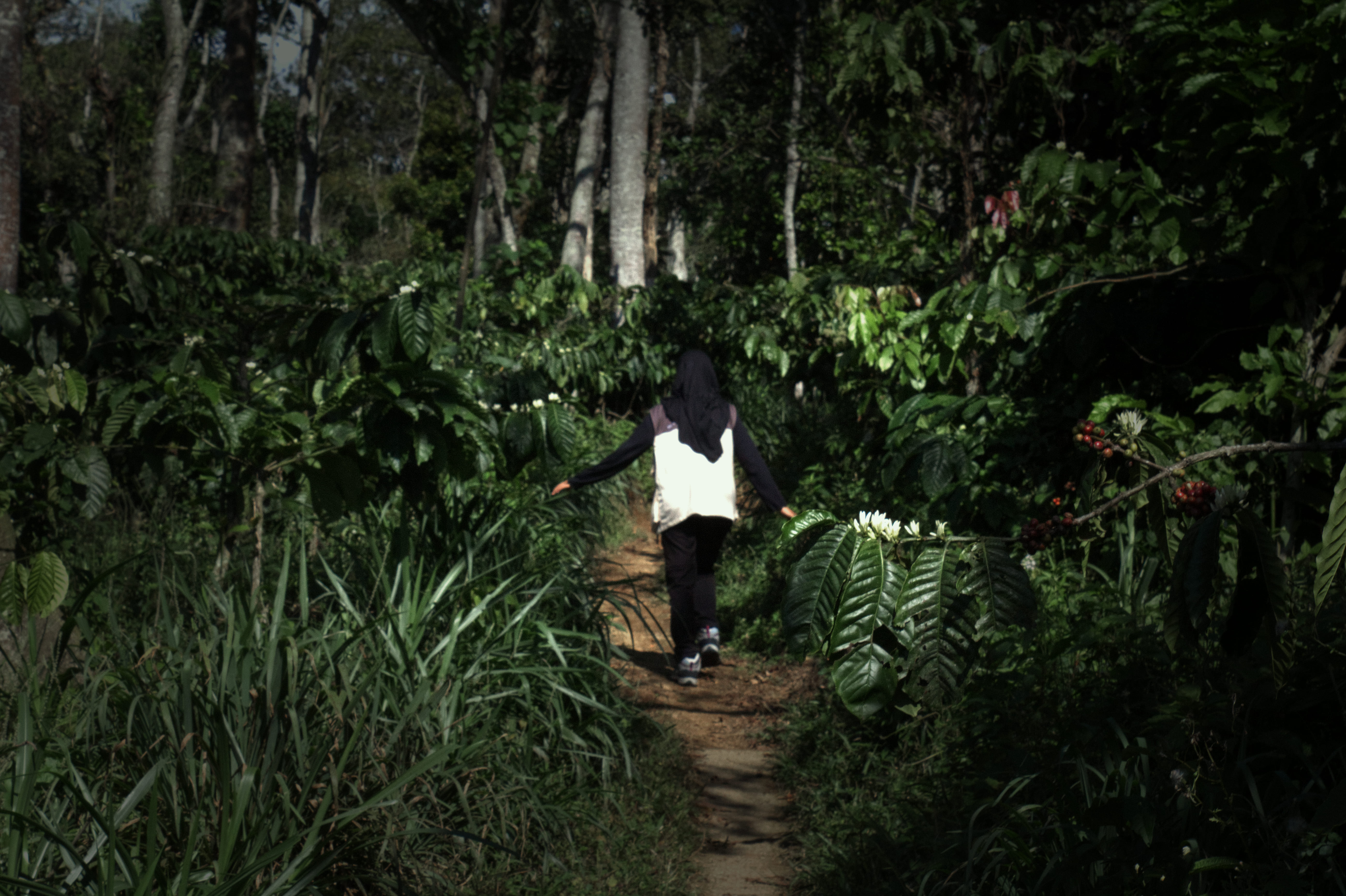 Lahan pertanian desa